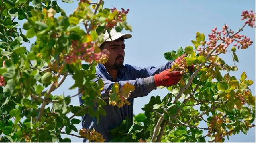 270 TON REKOLTE BEKLENİYOR